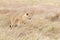 Young adult lioness camoflagied in the long, dry grass of the Masai Mar