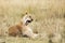 Young adult lioness in the Masai Mara