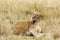 Young adult lioness in the Masai Mara