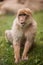 A young adult macaque barbary sits in the grass and eats leaves at lunch