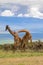 Young adult male giraffes neck wrestling to test strength on the hill in Tanzania, East Africa