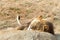 Young adult male lion laying on a rock napping