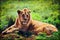 Young adult male lion on savanna. Safari in Serengeti, Tanzania, Africa