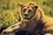 Young adult male lion on savanna. Safari in Serengeti, Tanzania, Africa