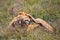 Young adult male lion on savanna. Safari in Serengeti, Tanzania, Africa