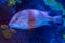 Young adult red emperor snapper a tropical aquarium fish from the pacific ocean