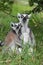 Young and adult ring tailed lemur