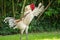 Young adult rooster chicken seen flapping his wings prior to crowing.