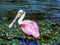 A young adult Roseate Spoonbill, in the marsh pond