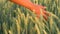 Young adult woman female girls hand feeling the top of a field of barley crop at sunset or sunrise