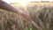 Young adult woman female girls hand feeling the top of a field of barley crop at sunset or sunrise