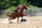 Young adult woman galloping through a turn in a barrel race