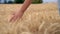 Young adult woman or teenage female girls hand feeling the top of a field of golden barley, corn or wheat crop