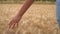 Young adult woman or teenage female girls hand feeling the top of a field of golden barley, corn or wheat crop