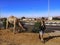 Young adult woman tourist stands near a one-humped camel in Sharm El Sheikh Egypt. A tourist looks at a dromedary eating grass