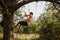 Young adventurous man climbing up a cherry tree