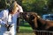 Young affectionate loving calf cow gets close and personal with woman pet photographer