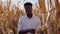 A young African American agronomist farmer stands in the middle of a corn field and examines corn on a stalk