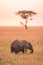 Young African Baby Elephant in the savannah of Serengeti at sunset. Acacia trees on the plains in Serengeti National Park,