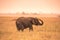 Young African Baby Elephant in the savannah of Serengeti at sunset. Acacia trees on the plains in Serengeti National Park,