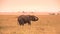 Young African Baby Elephant in the savannah of Serengeti at sunset. Acacia trees on the plains in Serengeti National Park,