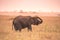 Young African Baby Elephant in the savannah of Serengeti at sunset. Acacia trees on the plains in Serengeti National Park,