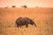 Young African Baby Elephant in the savannah of Serengeti at sunset. Acacia trees on the plains in Serengeti National Park,