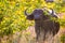 Young African buffalo walks between the Mopane trees