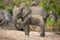 Young African bush elephant enjoys sand bath