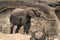 Young African bush elephant stands feeling log