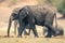 Young African bush elephant walks across grass