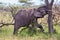 Young African Elephant Attempting To Push Acacia Tree Over