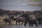 Young African elephant bull chasing buffaloes