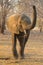 Young African Elephant bull (Loxodonta africana)