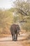 Young African elephant bull walking on dirt road