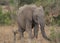 Young african elephant eating peacefully among the bushes of the wild Ol Pejeta Conservancy, Kenya