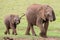 Young African Elephant Friends