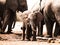 Young african elephant in the middle of family