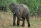 Young African Elephant in Nature Reserve