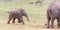 Young African elephant running