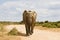 Young African elephant running down a gravel road