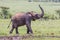 Young African Elephant Sniffing The Air