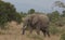 Young african elephant using its trunk to graze in the wild Ol Pejeta Conservancy Kenya