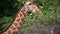 Young african giraffe chewing green foliage in zoo