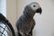 A young African Grey Parrot sitting on his cage door, his feathers are fluffed up.