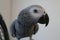 A young African Grey Parrot turning his head and looking at the camera