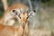 Young African Impala