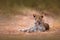 Young African Leopard, Panthera pardus shortidgei, Hwange National Park, Zimbabwe. Beautiful wild cat sitting on the gravel road