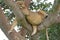 Young African Male Lion Asleep in a Tree