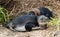 Young African Penguin lat. Spheniscus Demersus at Boulders Bea
